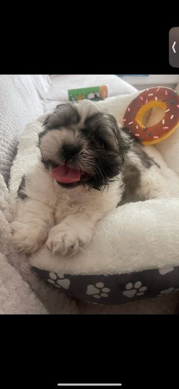 Shih Tzu puppies for sale in Macclesfield, Cheshire – 3 months old - Image 2 of 3