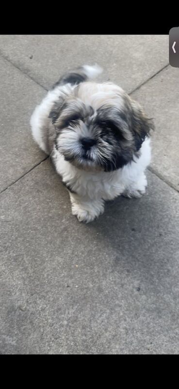 Shih Tzu puppies for sale in Macclesfield, Cheshire – 3 months old - Image 3 of 3