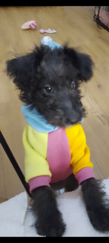 Shih Tzu Puppies For Sale Under £1,000