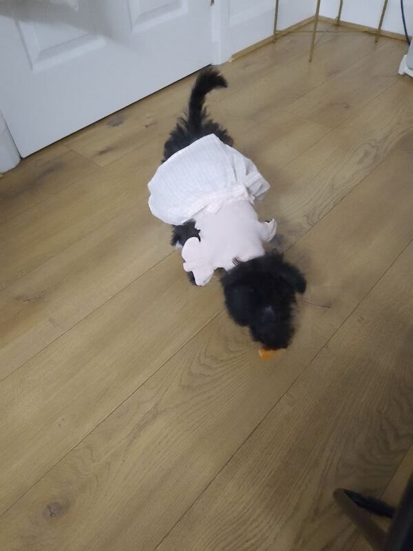 Shih Tzu puppies for sale in County Antrim – 3 months old - Image 2 of 4