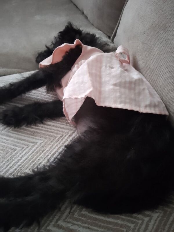 Shih Tzu puppies for sale in County Antrim – 3 months old - Image 3 of 4