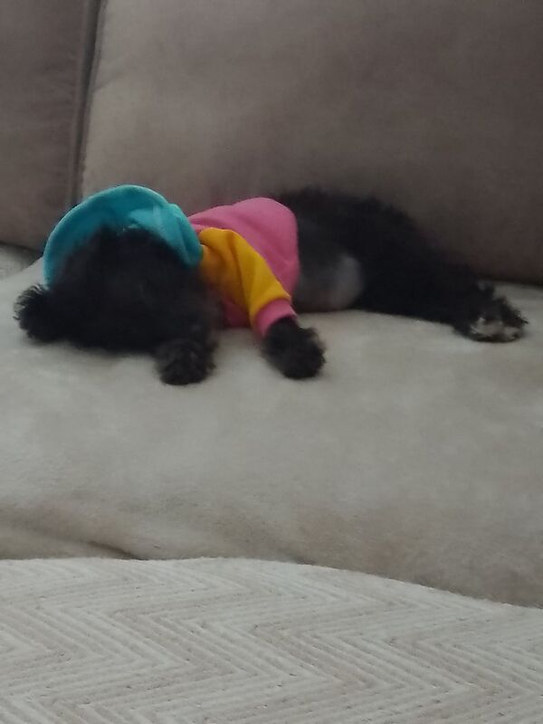 Shih Tzu puppies for sale in County Antrim – 3 months old - Image 4 of 4