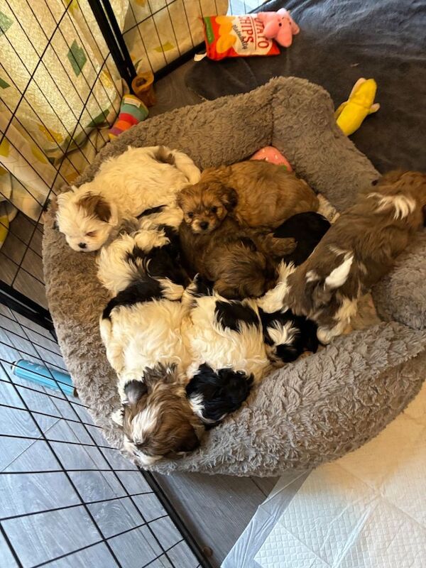 Shih Tzu Puppies For Sale Under £1,000