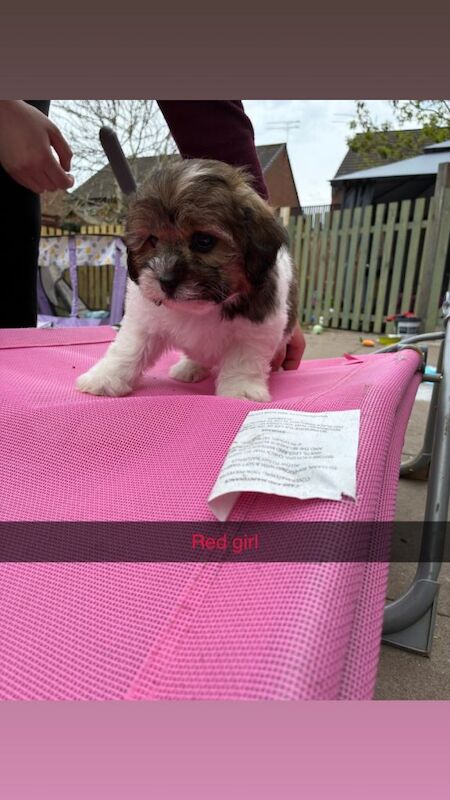 Shihpoo puppies - Image 2 of 3