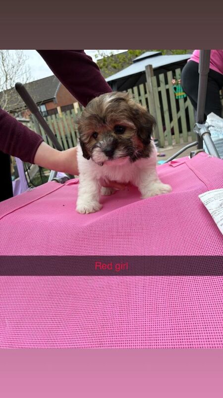 Shihpoo puppies - Image 3 of 3