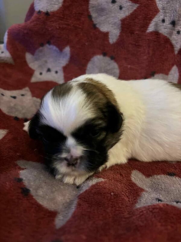 Shih Tzu puppies for sale in Newton Heath, Greater Manchester – 8 weeks old