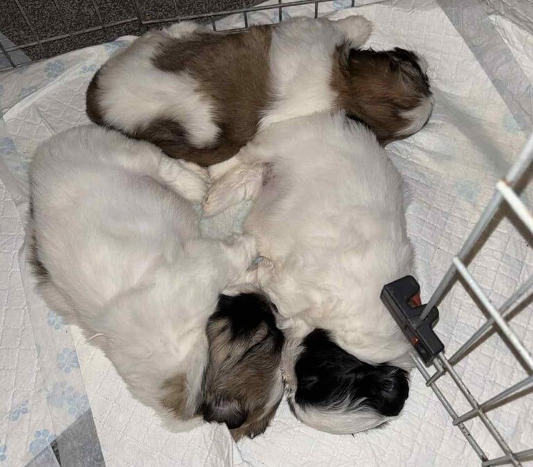 Shih Tzu puppies for sale in Newton Heath, Greater Manchester – 8 weeks old - Image 3 of 3