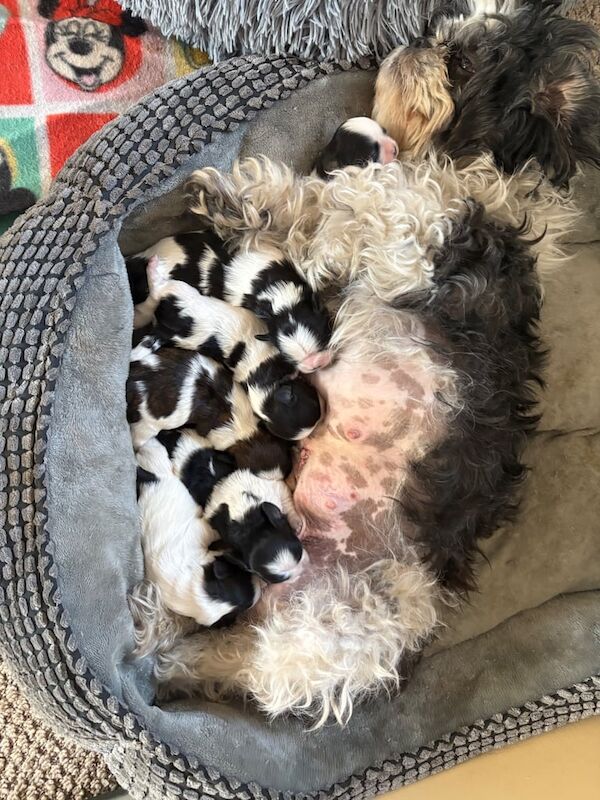 Shihtzu for sale in Larne, County Antrim