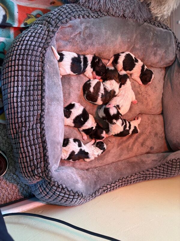 Shihtzu for sale in Larne, County Antrim | Image 2