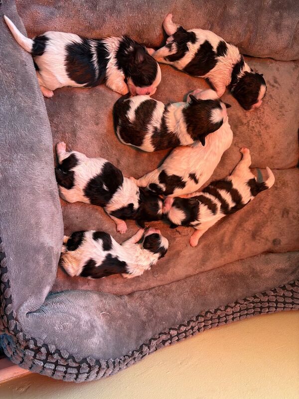 Shihtzu for sale in Larne, County Antrim | Image 3
