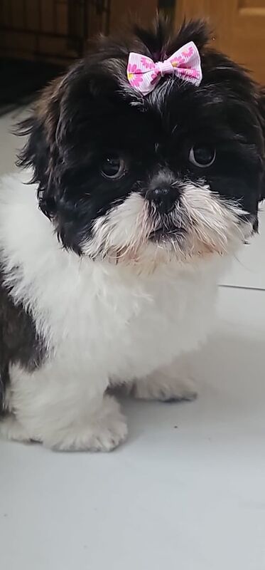 Shih Tzu puppies for sale in Dunmurry, County Antrim – KC registered, 3 months old