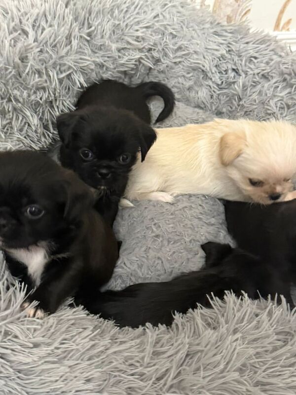 Shih Tzu puppies for sale in Dunmurry, County Antrim – 8 weeks old