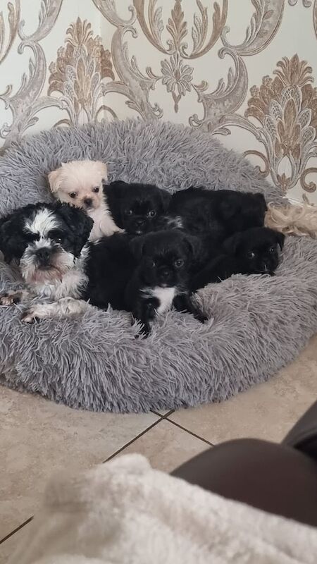 Shih Tzu puppies for sale in Dunmurry, County Antrim – 8 weeks old - Image 2 of 3