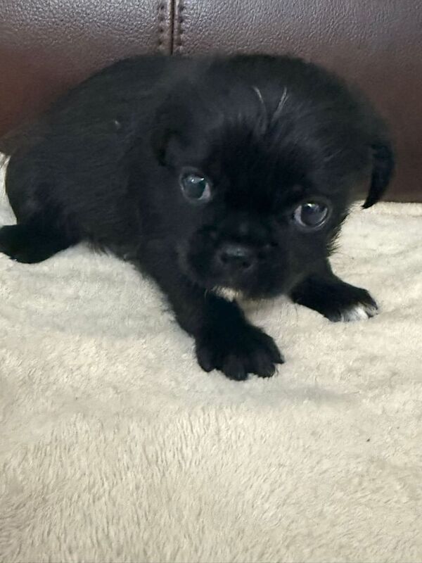 Shih Tzu puppies for sale in Dunmurry, County Antrim – 8 weeks old - Image 3 of 3