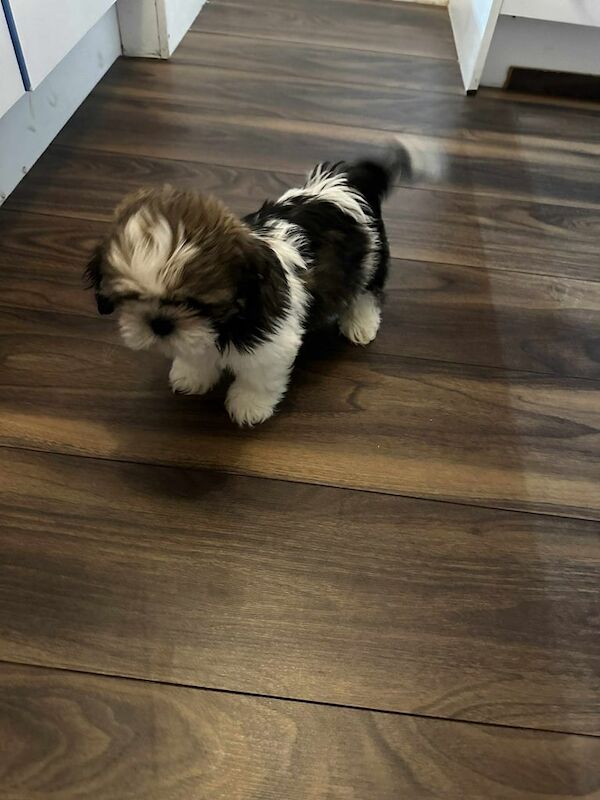 Shih Tzu puppies for sale in Kirkcaldy, Fife – 9 weeks old