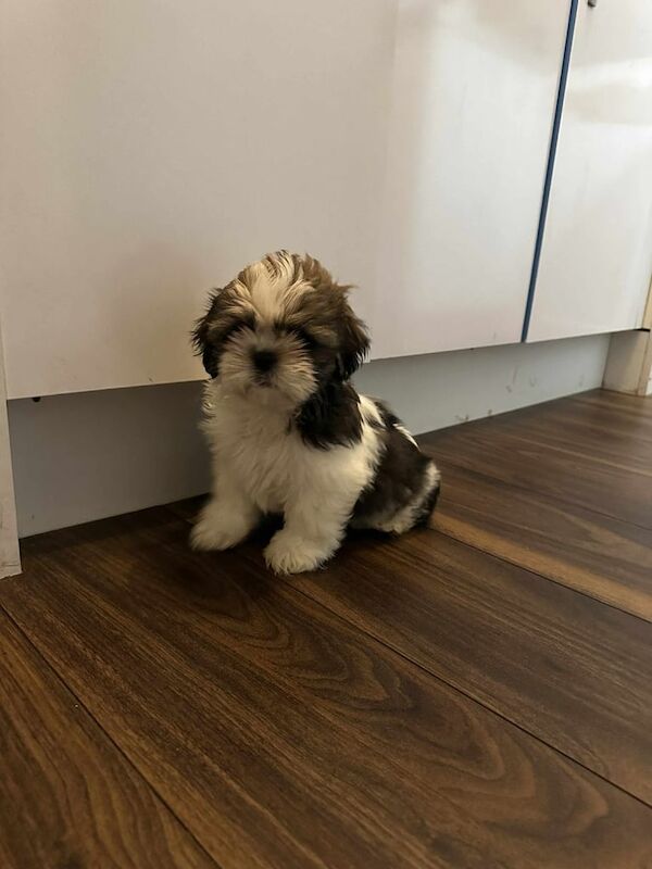 Shih Tzu puppies for sale in Kirkcaldy, Fife – 9 weeks old - Image 2 of 3