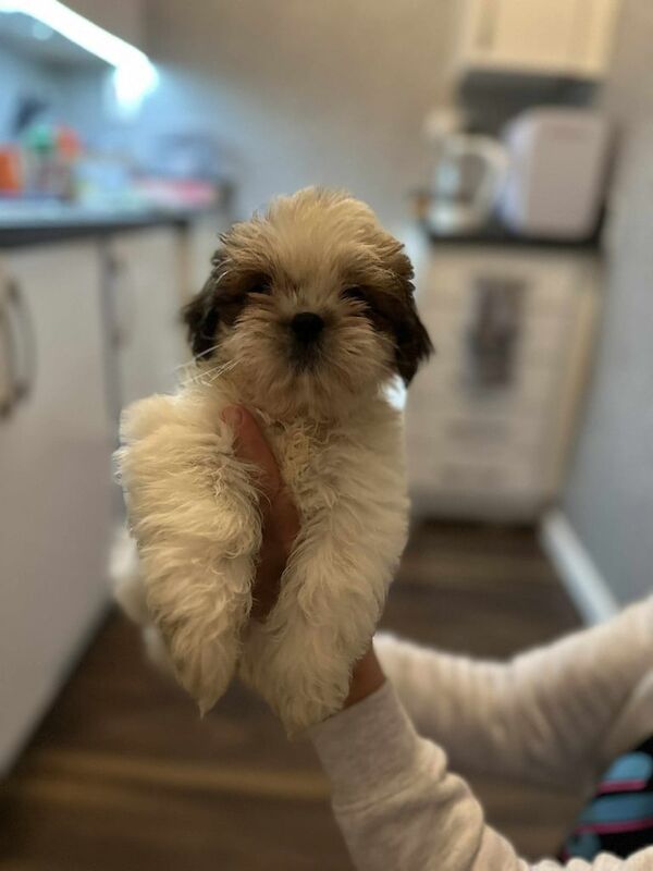 Shih Tzu puppies for sale in Kirkcaldy, Fife – 9 weeks old - Image 3 of 3