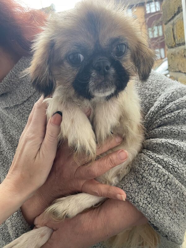 Shih Tzu puppies for sale in Enfield, Greater London – 6 months old - Image 1 of 3