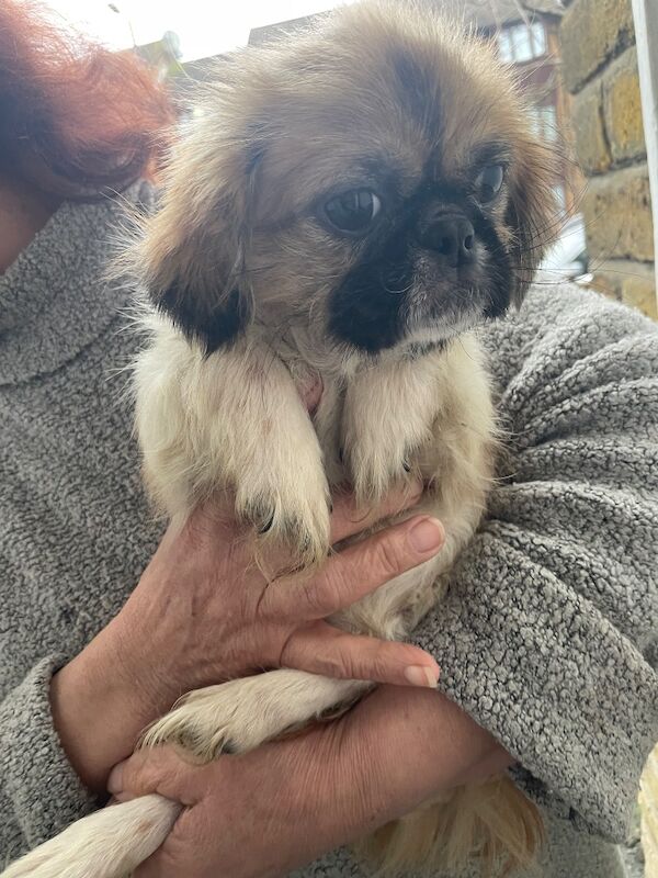 Shih Tzu puppies for sale in Enfield, Greater London – 6 months old - Image 2 of 3