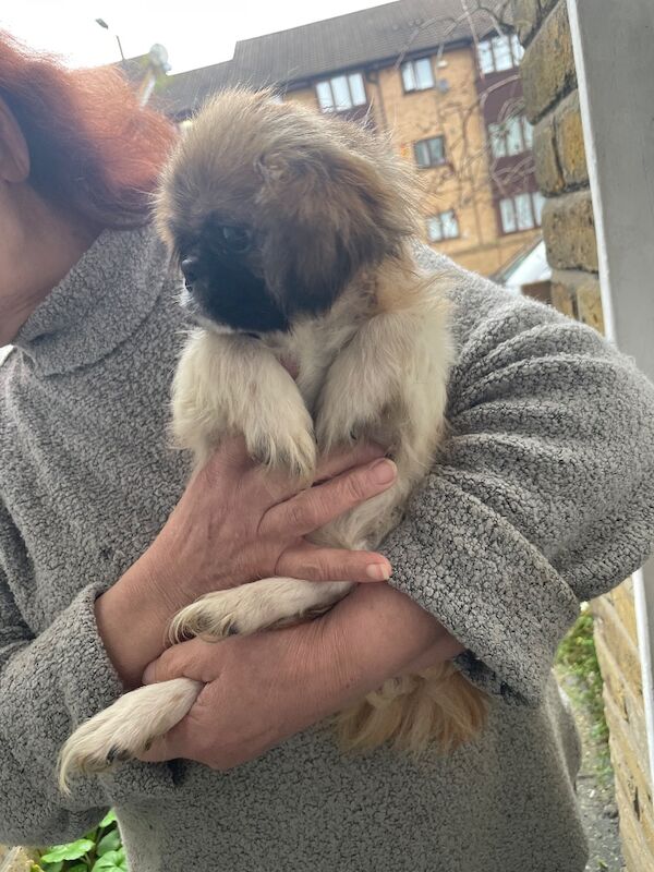 Shih Tzu puppies for sale in Enfield, Greater London – 6 months old - Image 3 of 3