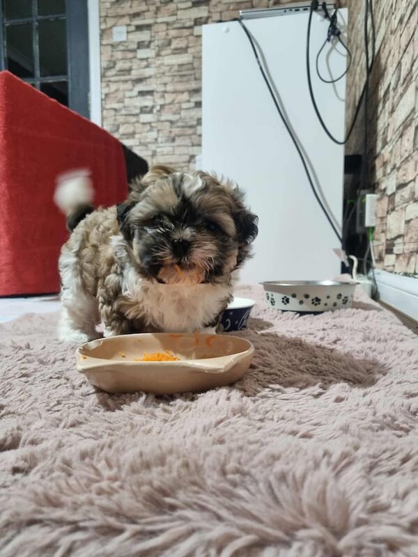 Shih Tzu puppies for sale in North Motherwell, Lanarkshire – 6 weeks old