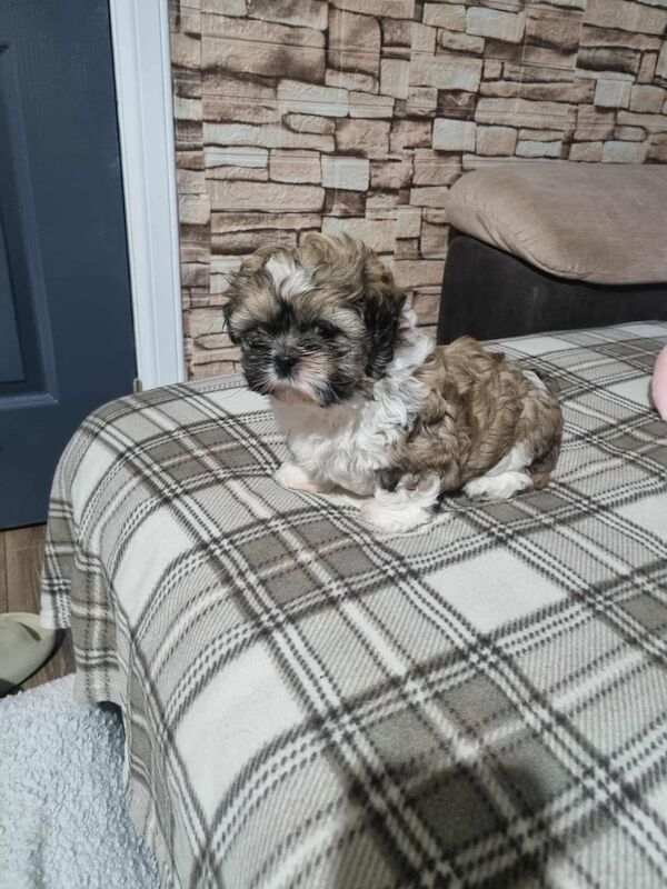 Shih Tzu puppies for sale in North Motherwell, Lanarkshire – 6 weeks old - Image 2 of 6