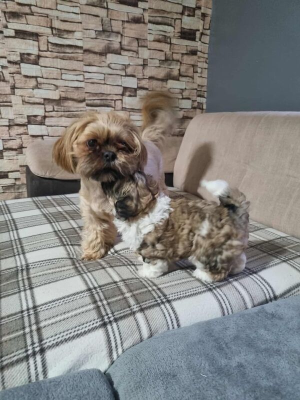 Shih Tzu puppies for sale in North Motherwell, Lanarkshire – 6 weeks old - Image 3 of 6