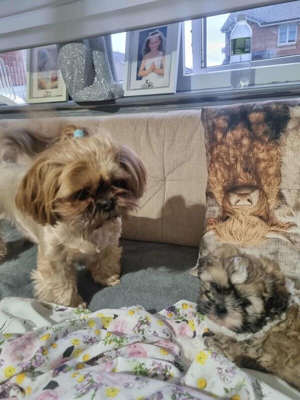 Shih Tzu puppies for sale in North Motherwell, Lanarkshire – 6 weeks old - Image 5 of 6