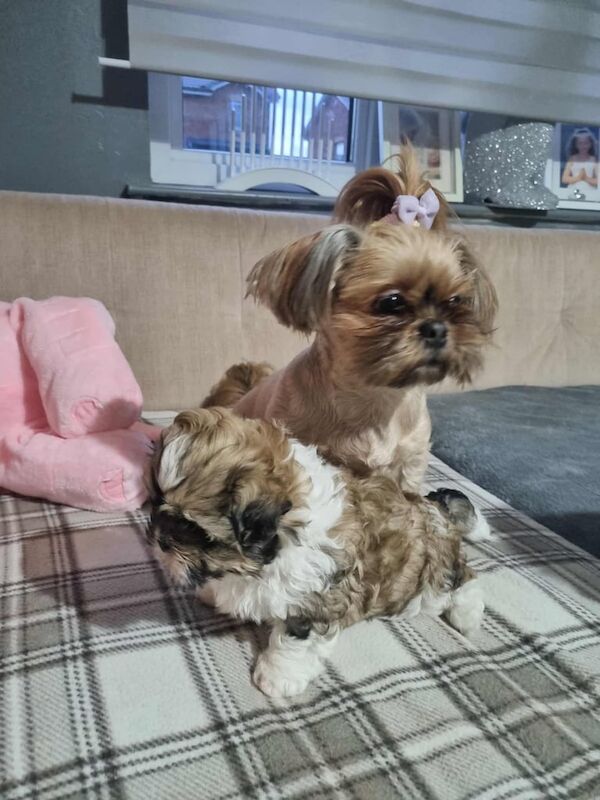 Shih Tzu puppies for sale in North Motherwell, Lanarkshire – 6 weeks old - Image 6 of 6