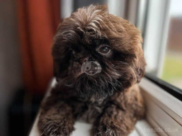 Shih Tzu puppies for sale in Wolverhampton, West Midlands – KC registered, 1 year old - Image 2 of 5