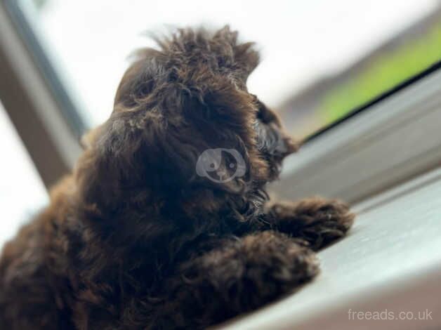 Shih Tzu puppies for sale in Wolverhampton, West Midlands – KC registered, 1 year old - Image 3 of 5