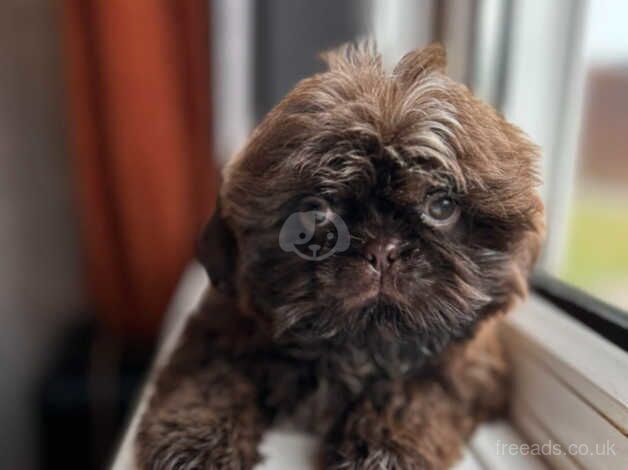 Shih Tzu puppies for sale in Wolverhampton, West Midlands – KC registered, 1 year old - Image 4 of 5