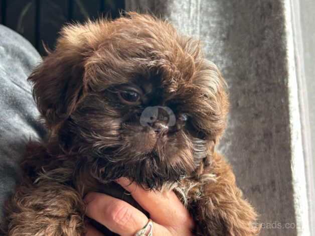 Shih Tzu puppies for sale in Wolverhampton, West Midlands – KC registered, 1 year old - Image 5 of 5