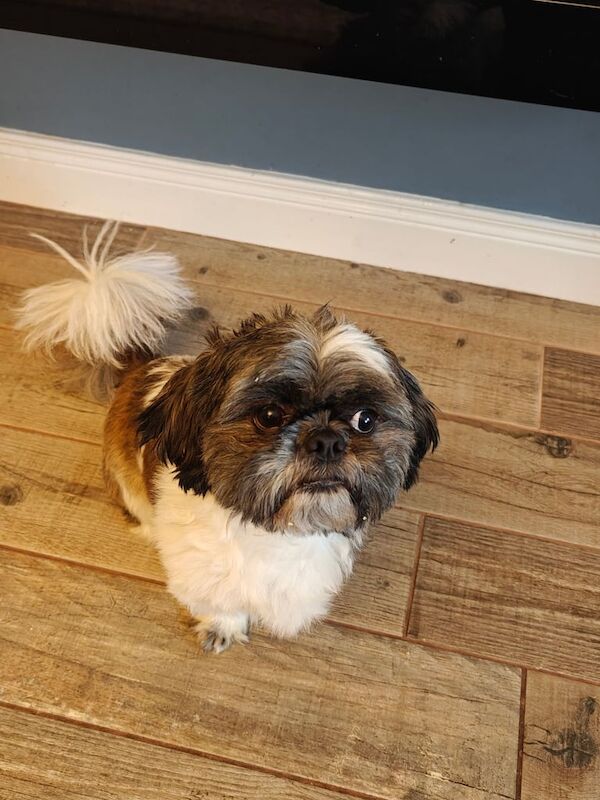 Shih Tzu puppies for sale in Antrim, County Antrim – 1 year old