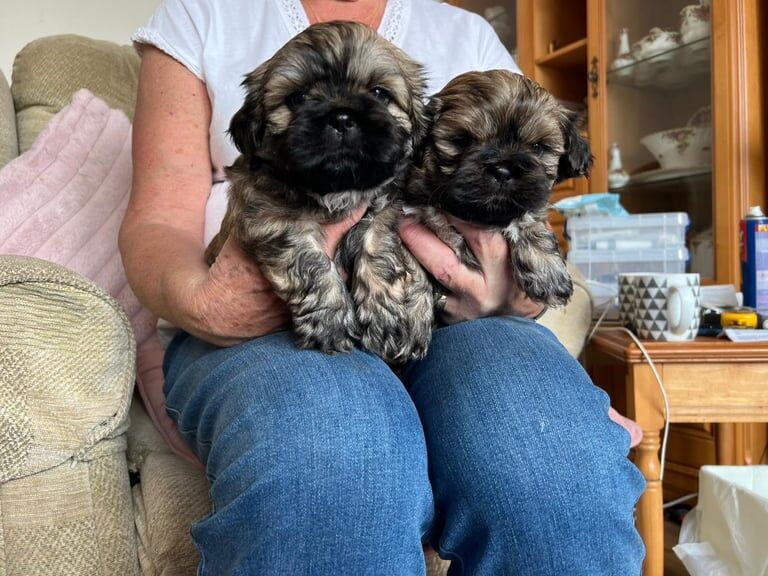 Shihtzu male puppies for sale ready to go 1st July for sale in Bolton, Greater Manchester