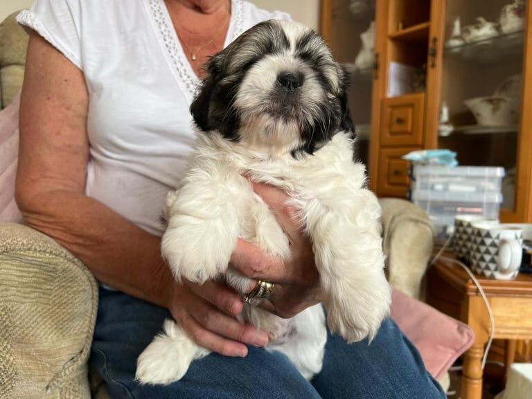 Shihtzu male puppies for sale ready to go 1st July for sale in Bolton, Greater Manchester | Image 2