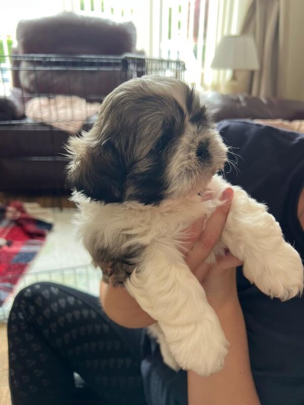 Shihtzu male puppies for sale ready to go 1st July for sale in Bolton, Greater Manchester | Image 3