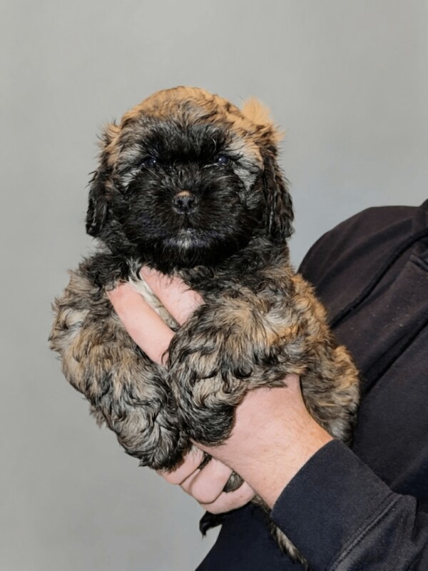 Shih Tzu Puppies For Sale