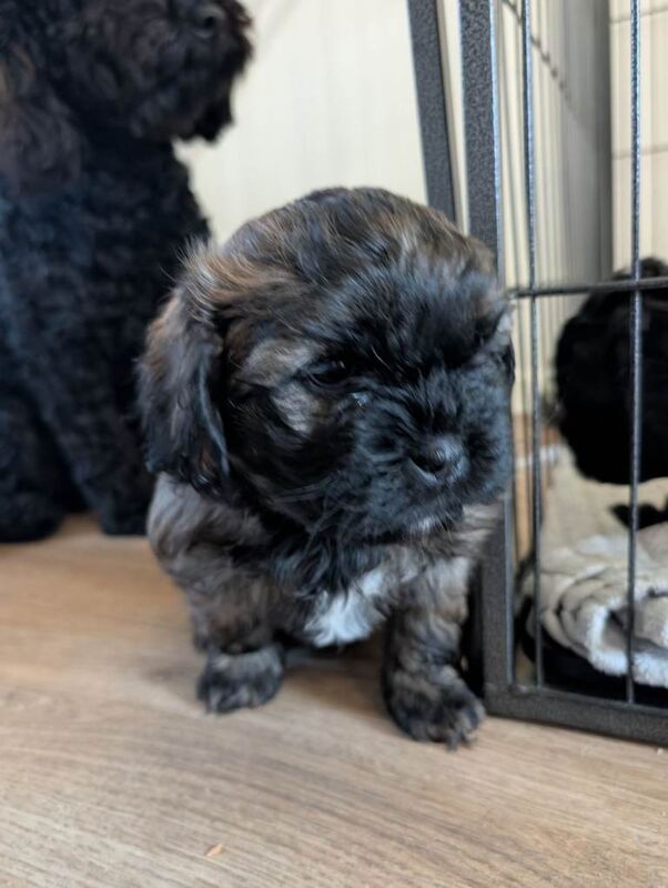 Shih Tzu puppies for sale in Lisburn, County Lisburn – 8 weeks old - Image 2 of 4