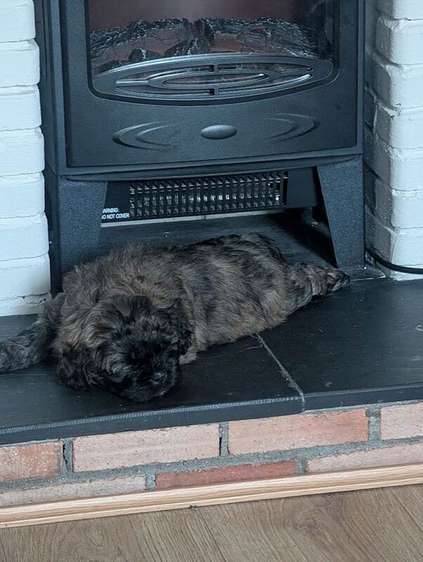 Shih Tzu puppies for sale in Lisburn, County Lisburn – 8 weeks old - Image 3 of 4