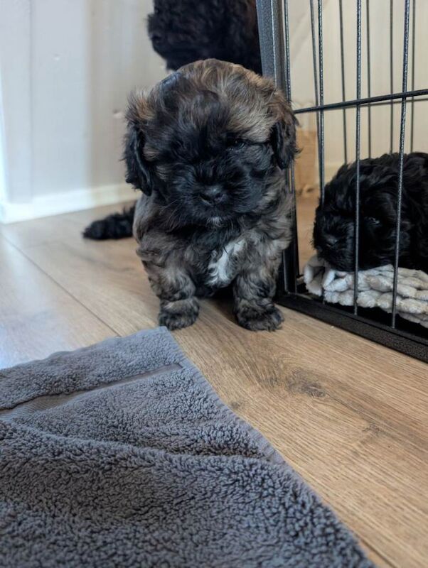 Shih Tzu puppies for sale in Lisburn, County Lisburn – 8 weeks old - Image 4 of 4