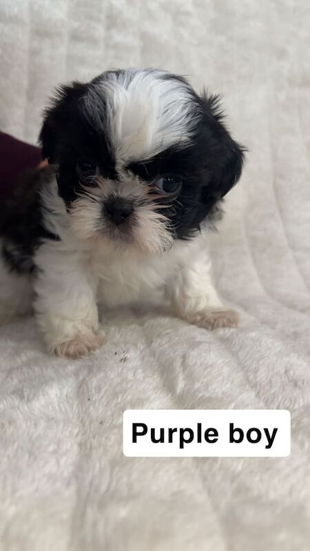 shihtzu puppies for sale in Bishop Auckland, Durham