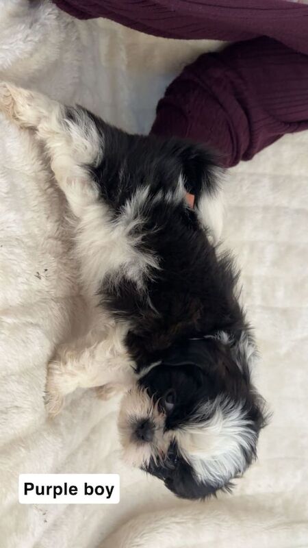 shihtzu puppies for sale in Bishop Auckland, Durham | Image 2