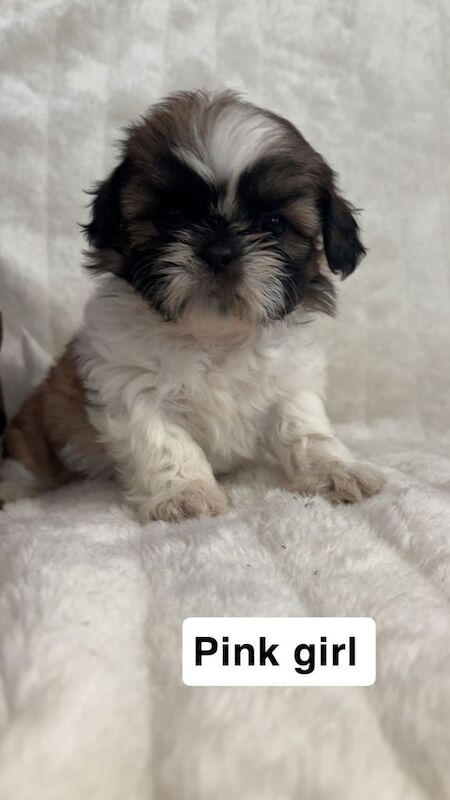 shihtzu puppies for sale in Bishop Auckland, Durham | Image 3