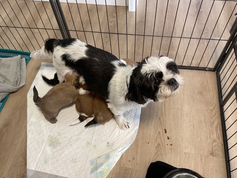 Shihtzu puppies for sale in East End, East Riding of Yorkshire
