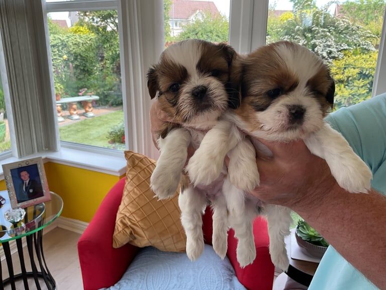 Shihtzu puppies for sale in East End, East Riding of Yorkshire | Image 2