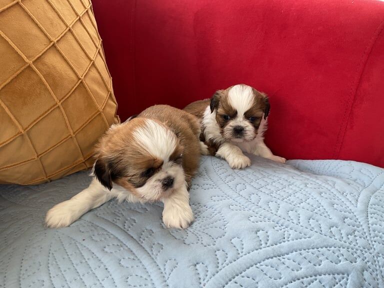 Shihtzu puppies for sale in East End, East Riding of Yorkshire | Image 3