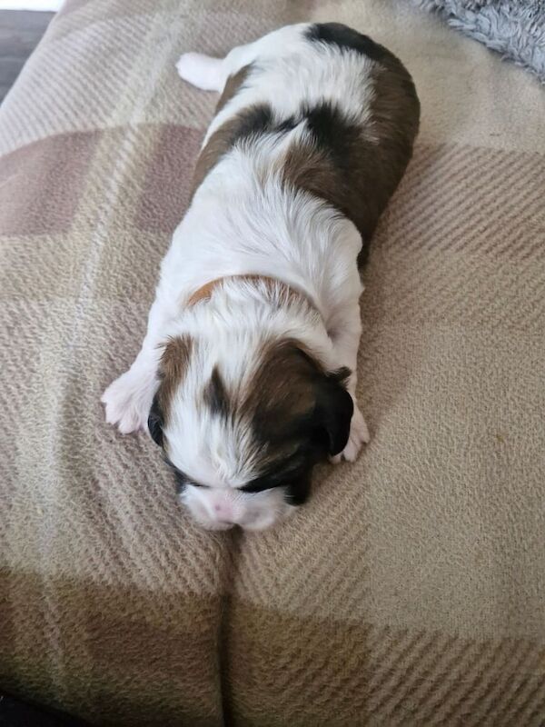 Shih Tzu puppies for sale in Bristol – 3 weeks old - Image 2 of 3