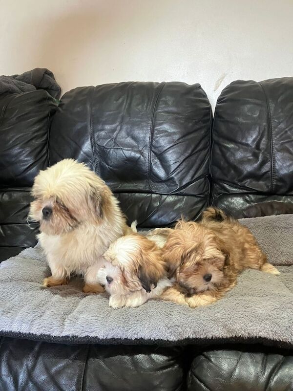 Shihtzu puppies