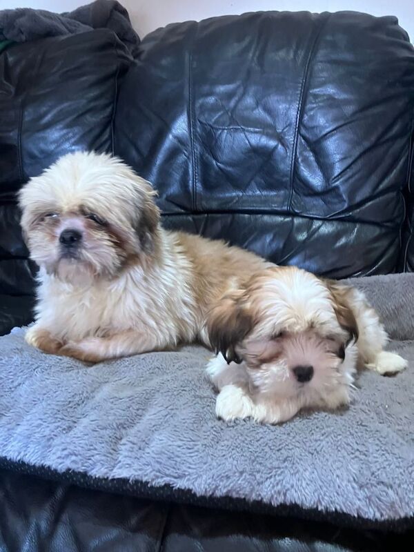 Shihtzu puppies - Image 2 of 3